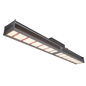 Ralight LED Powershiner 1000W