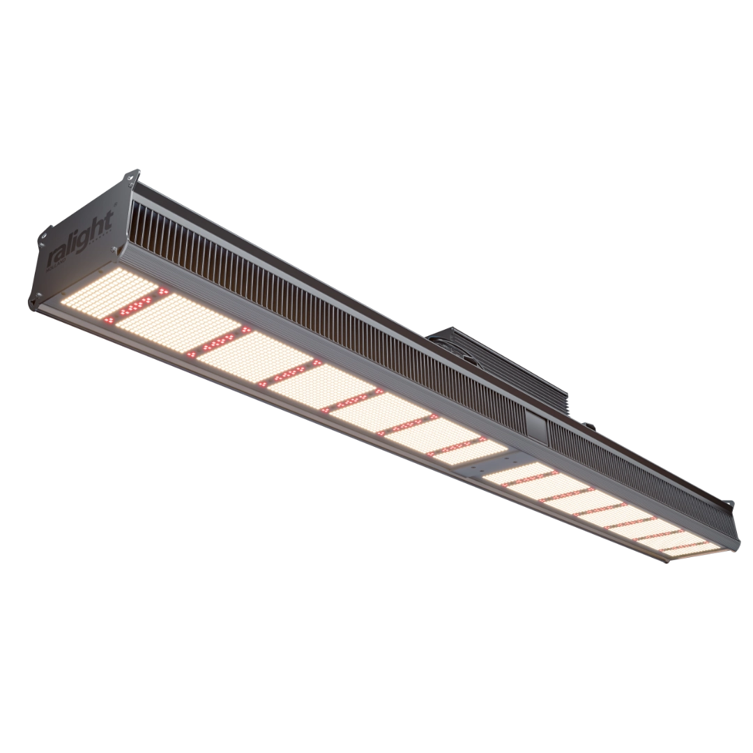 Ralight LED Powershiner 1000W